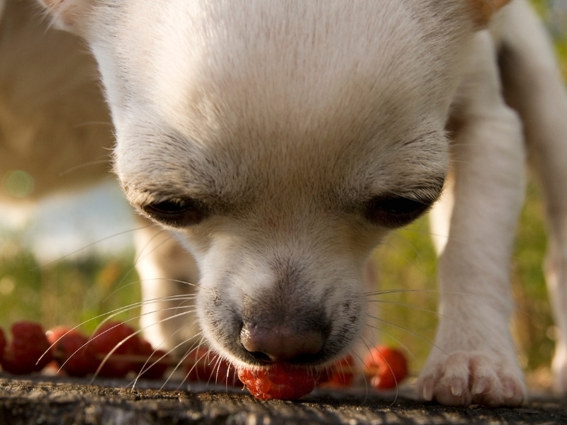 framboise-pour-chien