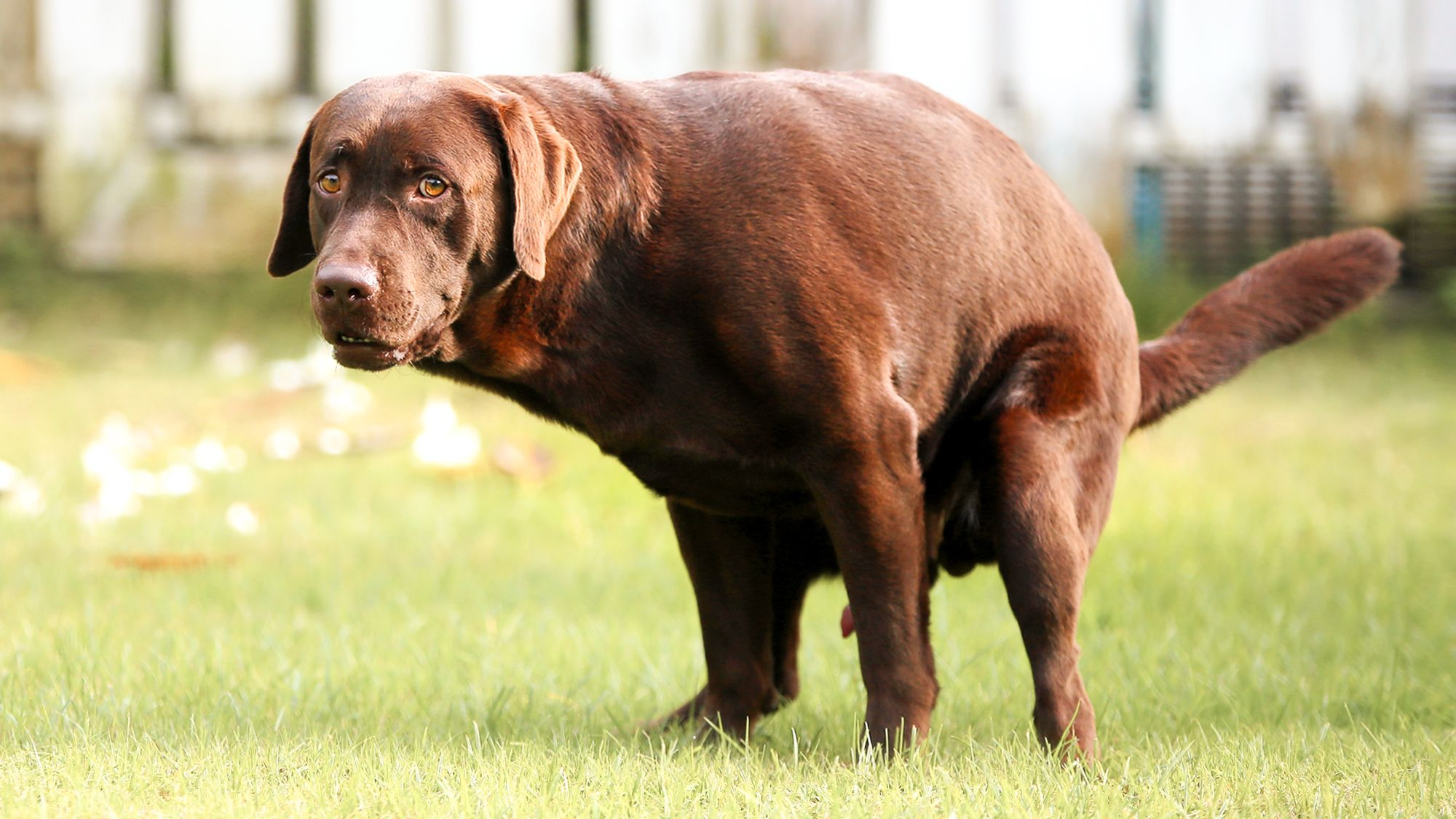 gastro-chien