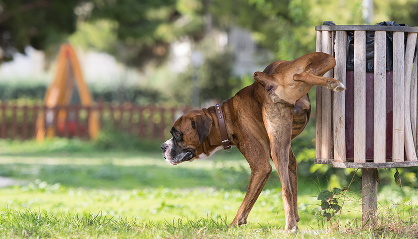 goutte-de-sang-urine-chien