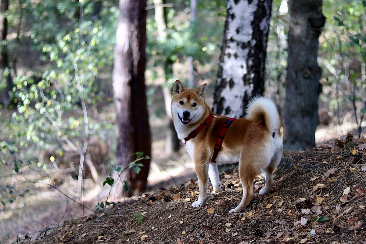 hemorroide-chien