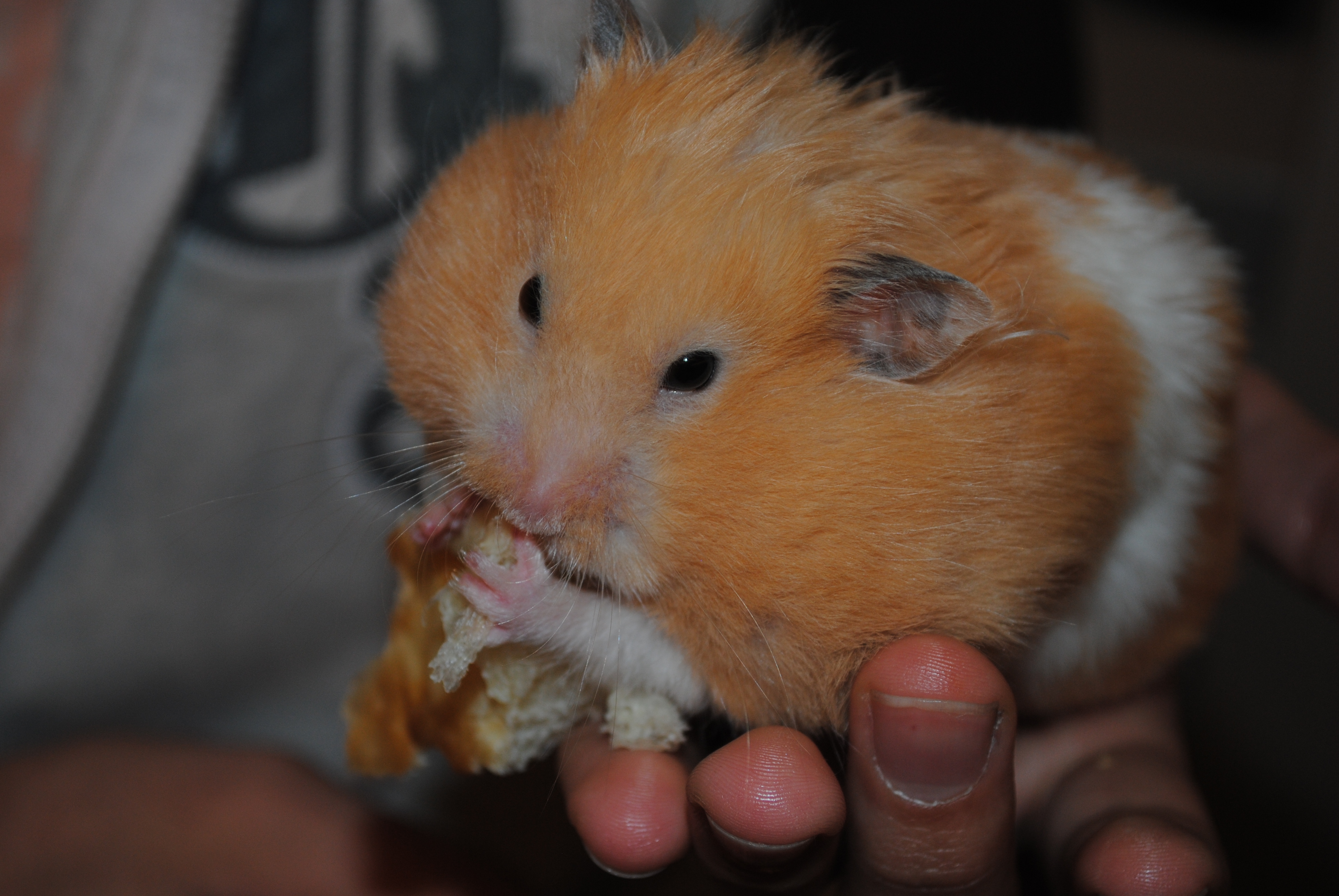 image-hamster-syrien