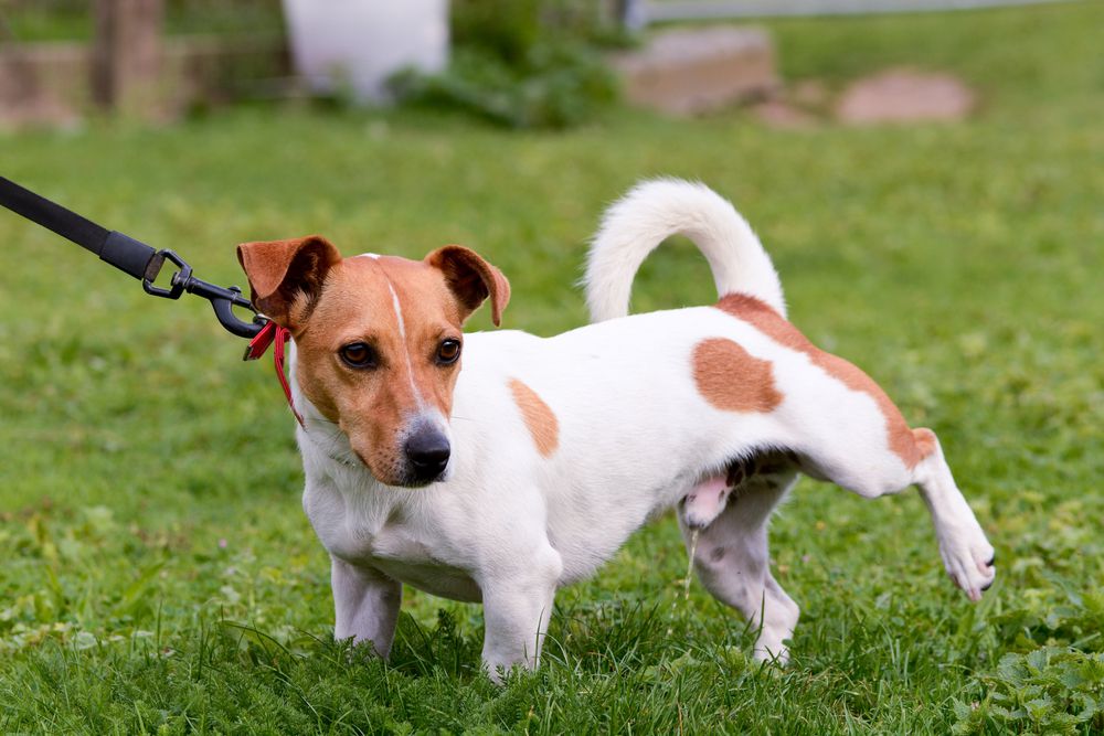 infection-urinaire-chien