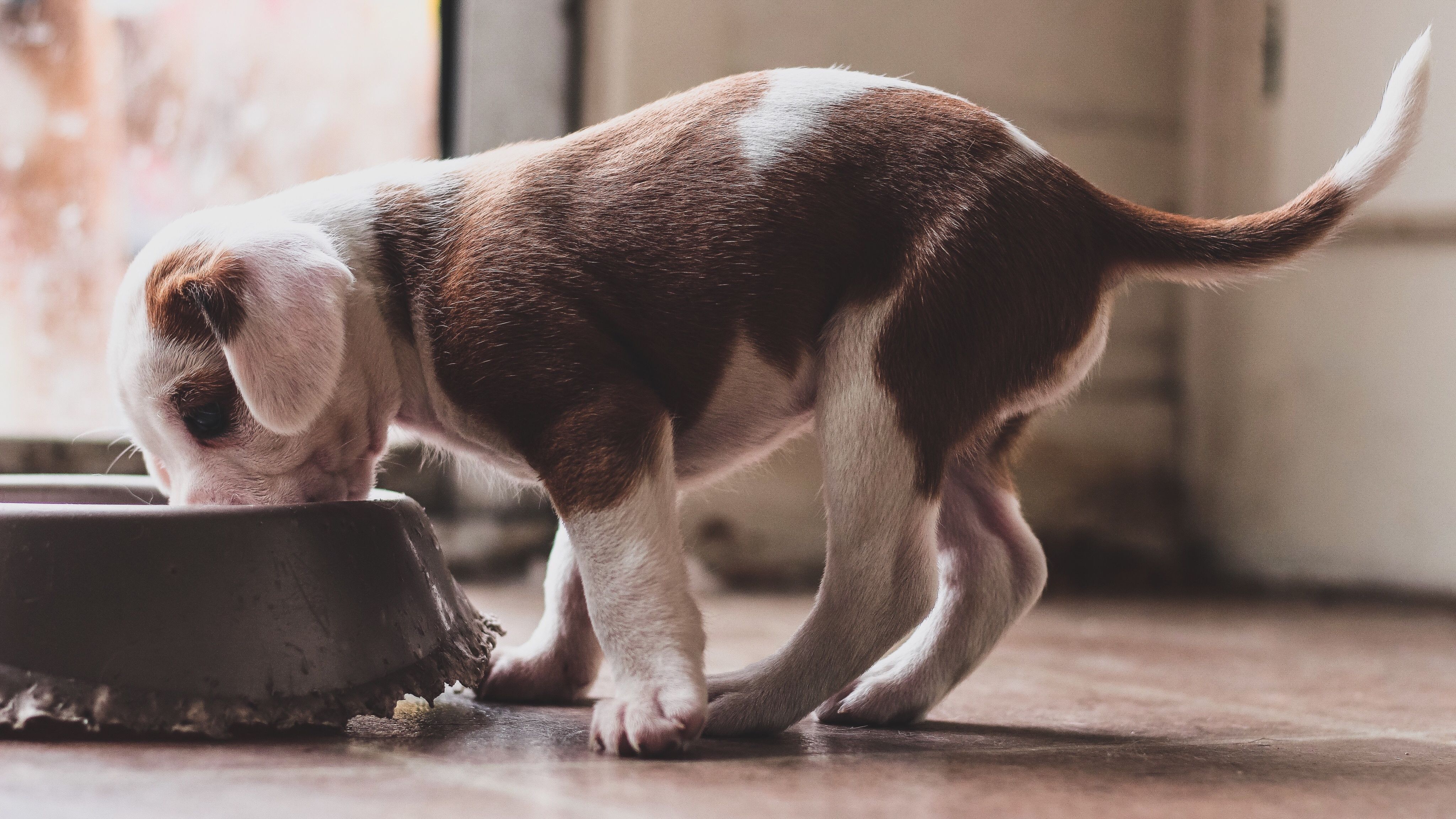 intoxication-alimentaire-chien