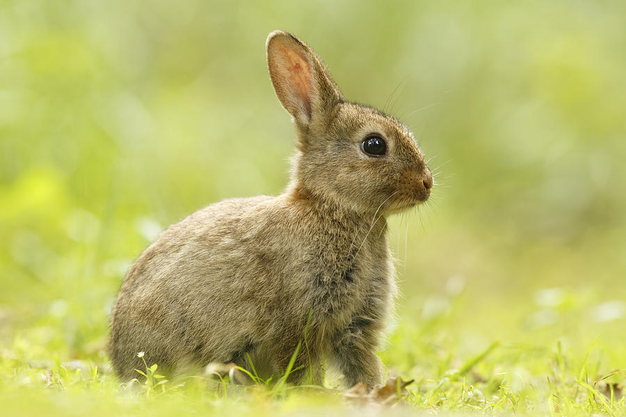 kiwi-lapin