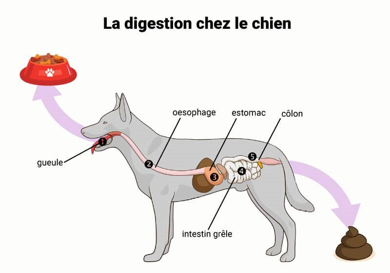 la-digestion-chez-le-chien