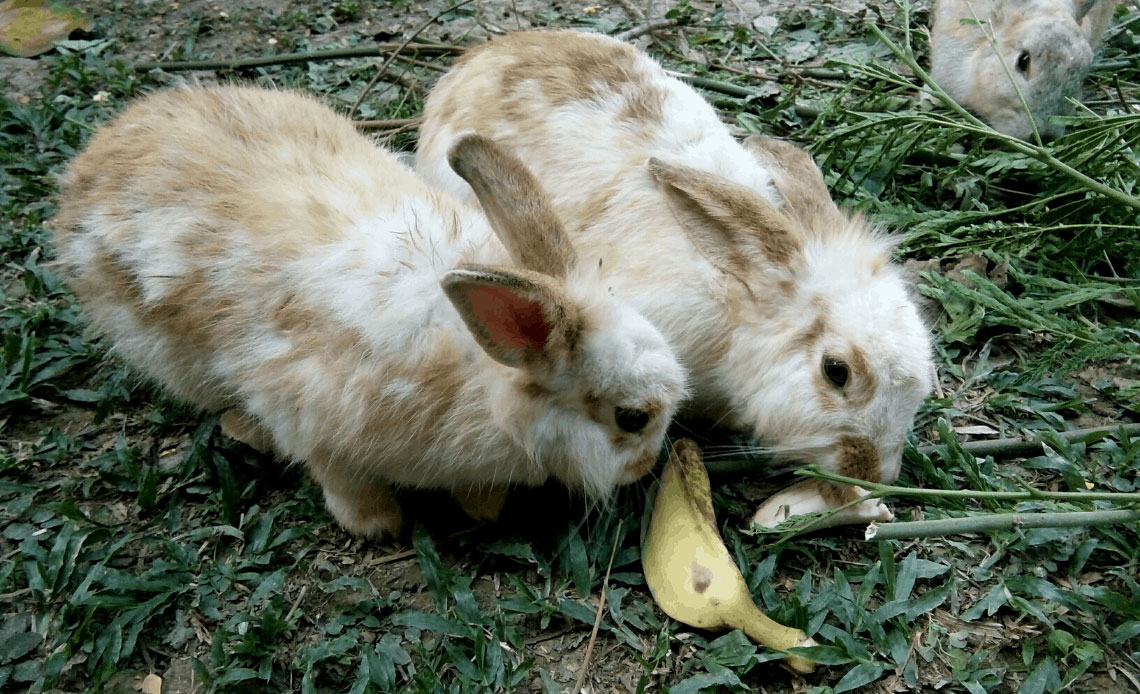 lapin-banane