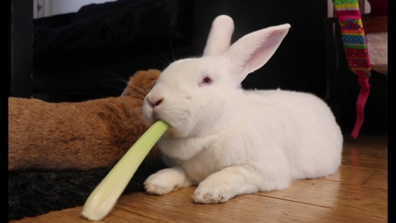 lapin-celeri