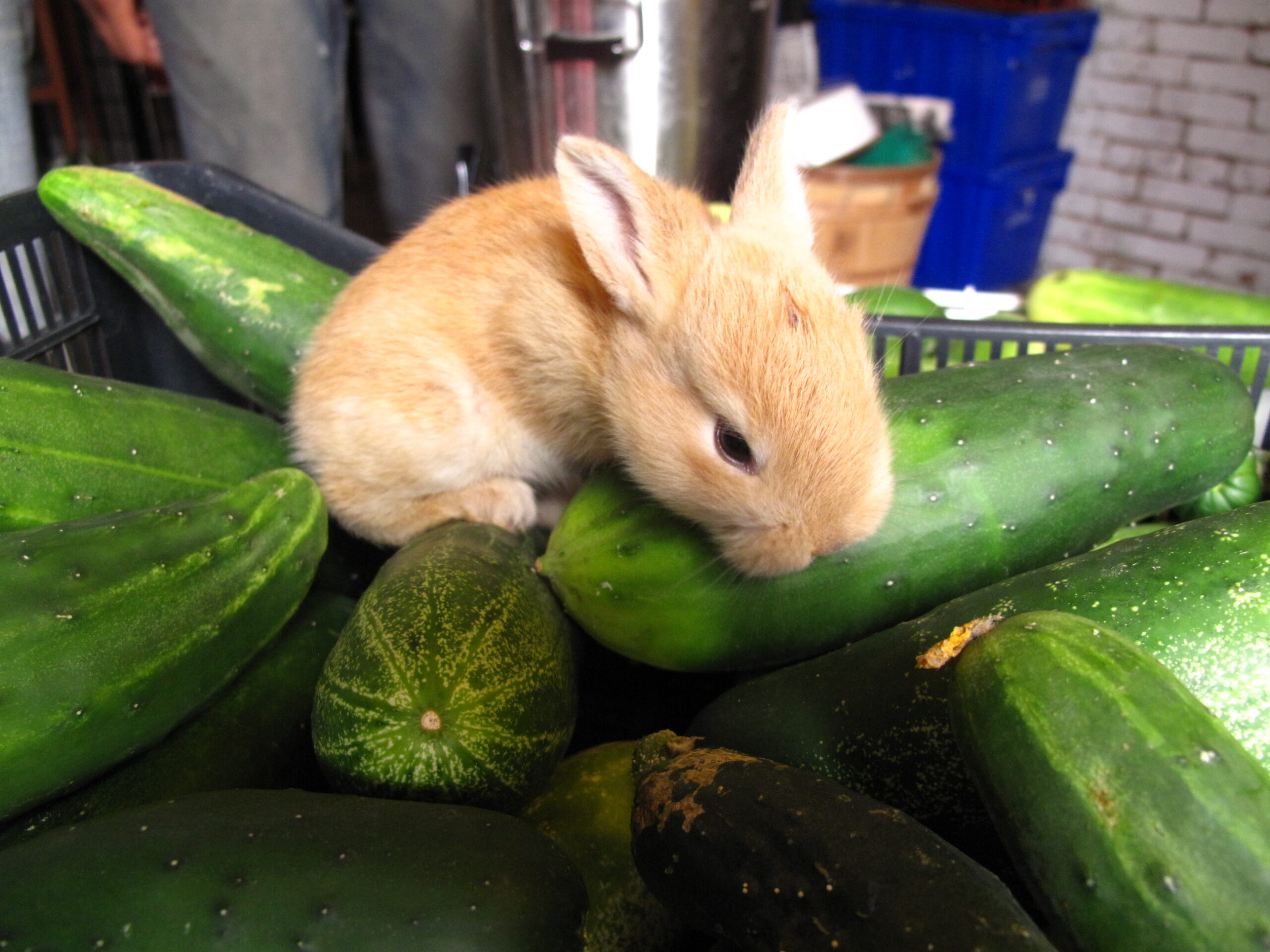 lapin-concombre