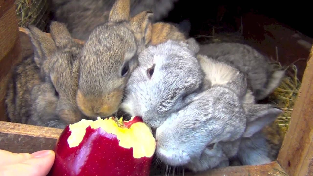 lapin-pomme