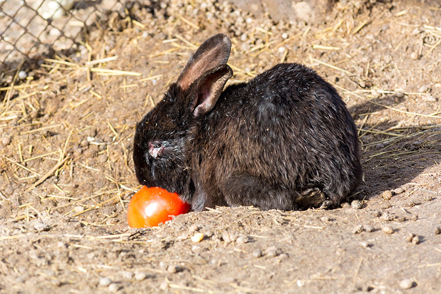 lapin-tomate