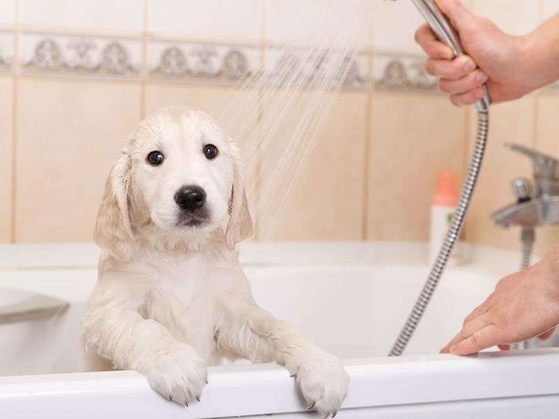 laver-chien