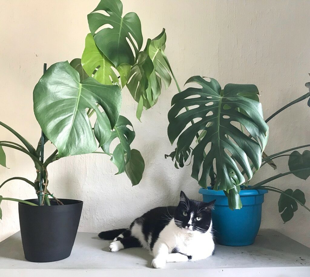 liste-des-plantes-toxiques-pour-les-chats