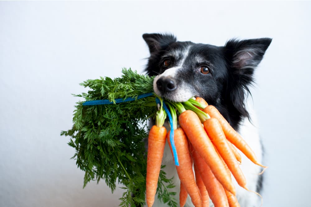 légumes-chien