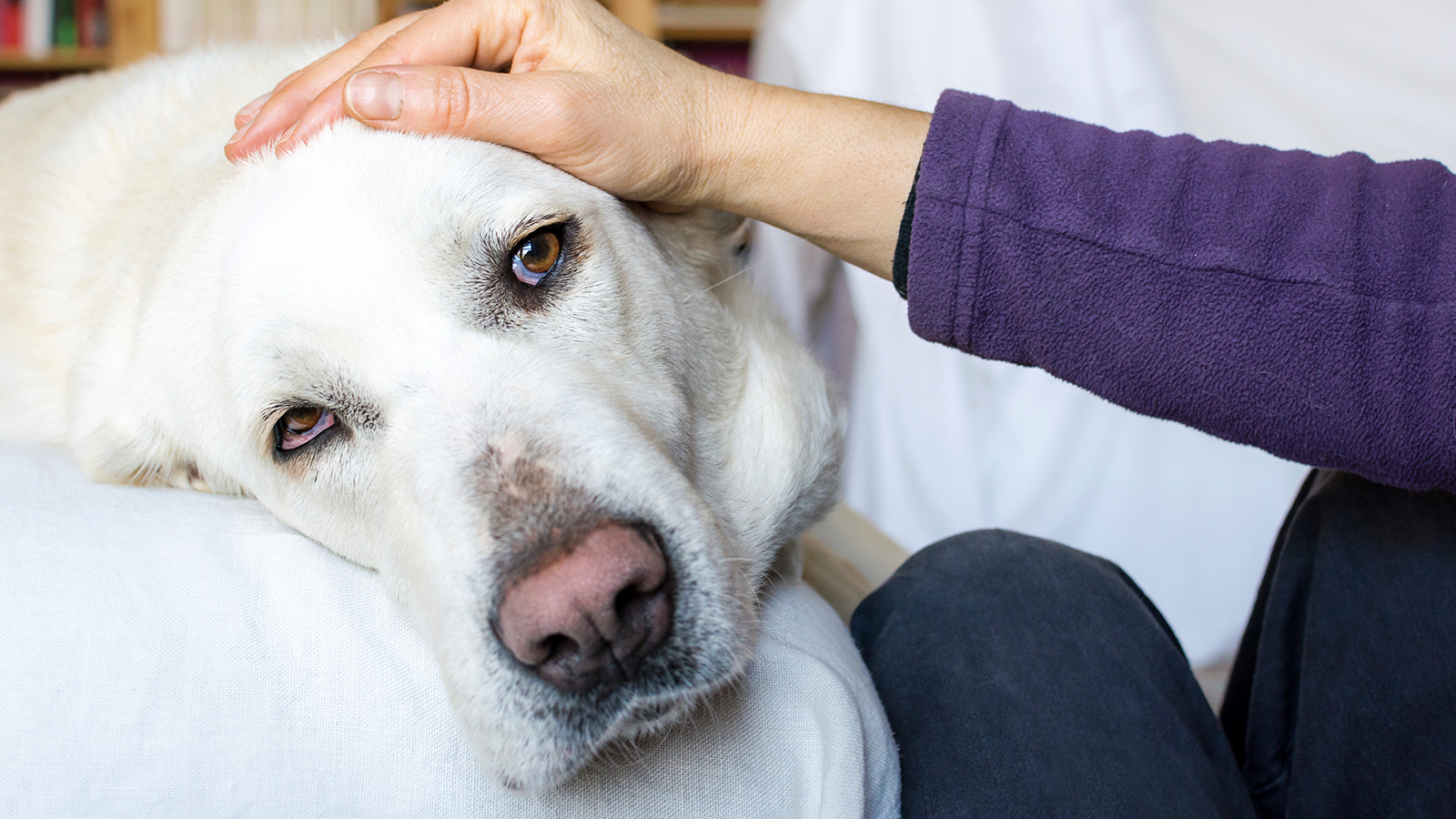 maladie-auto-immune-chien