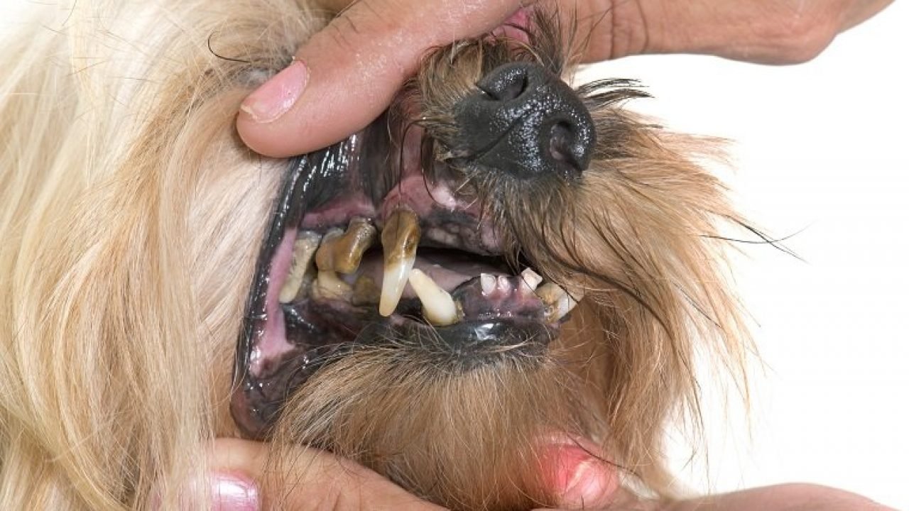 maladie-parodontale-chien