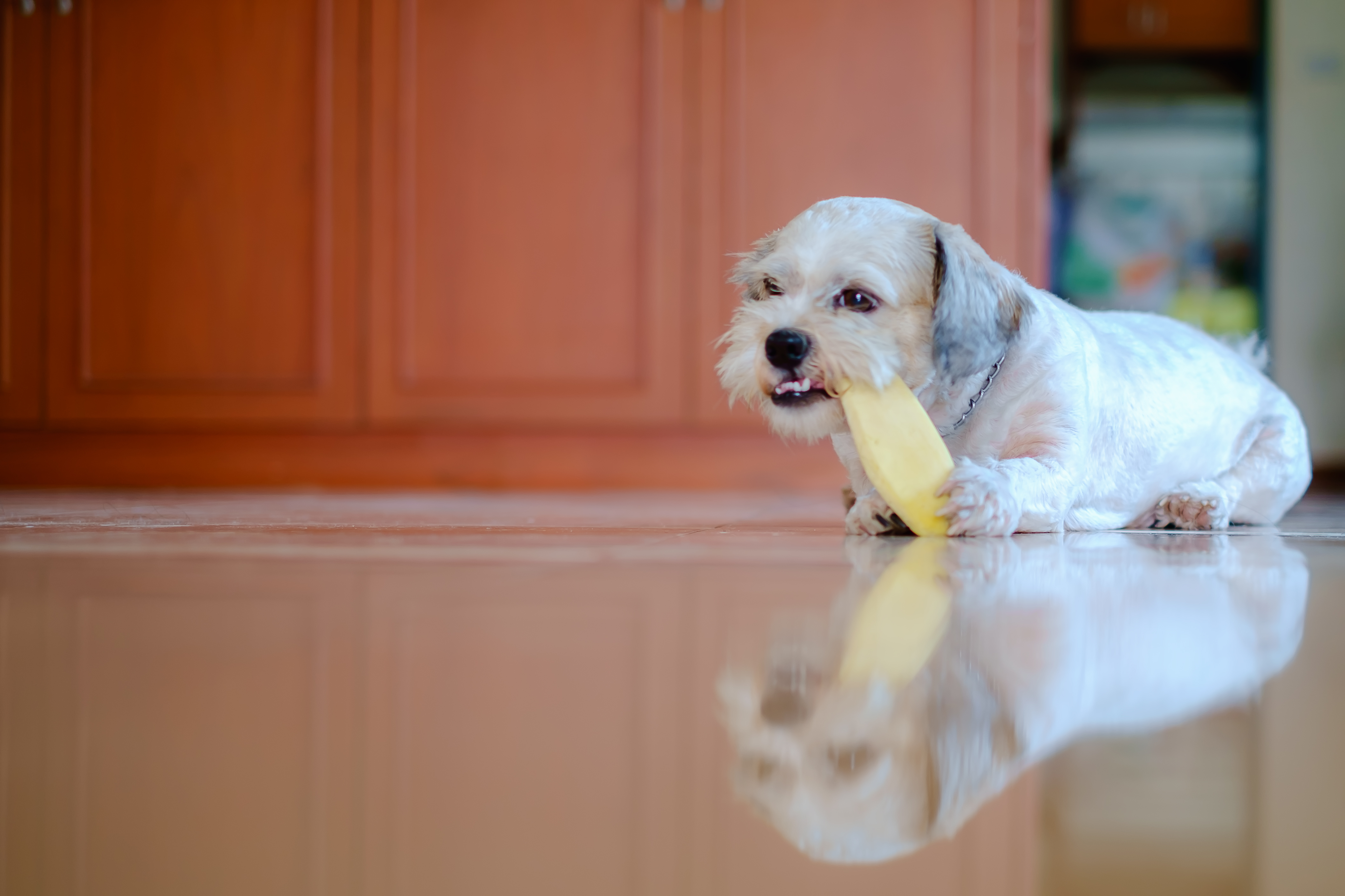 mangue-pour-chien