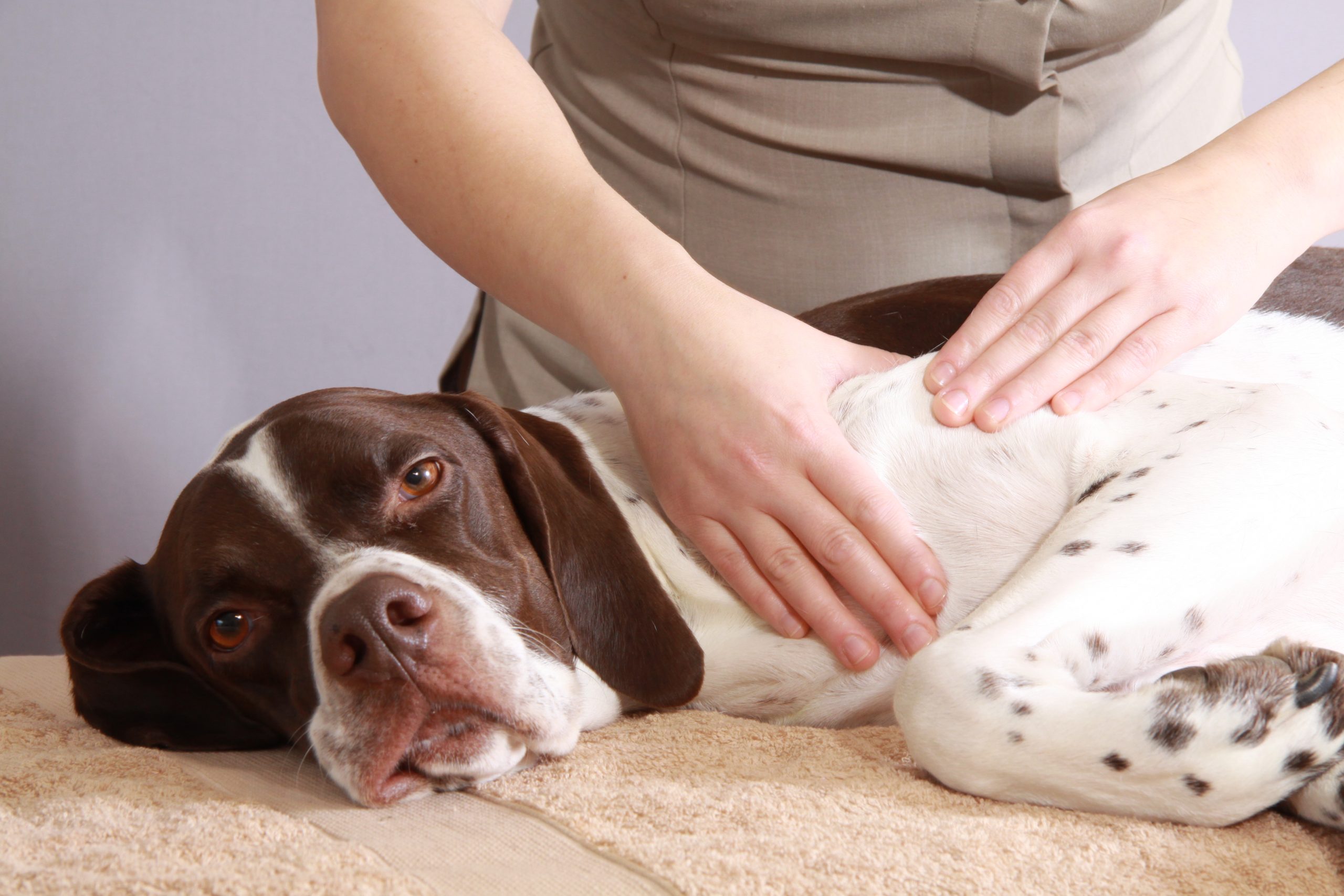 massage-chien