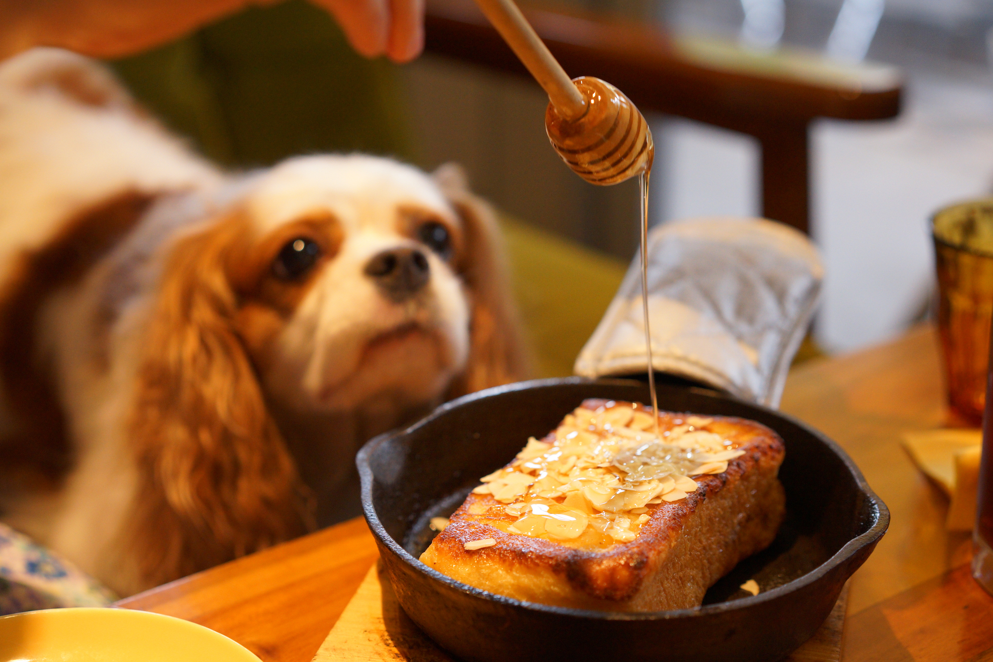 miel-chien