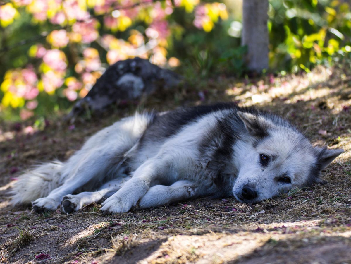 mon-chien-a-mangé-de-la-mort-au-rat