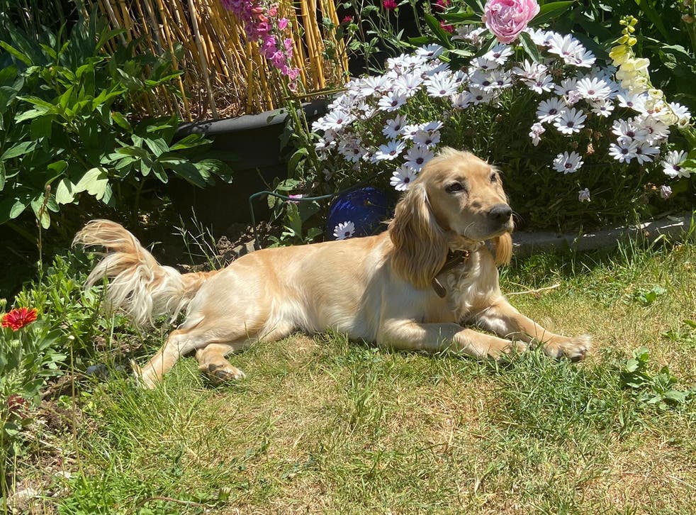 mon-chien-fait-des-trous-dans-le-jardin