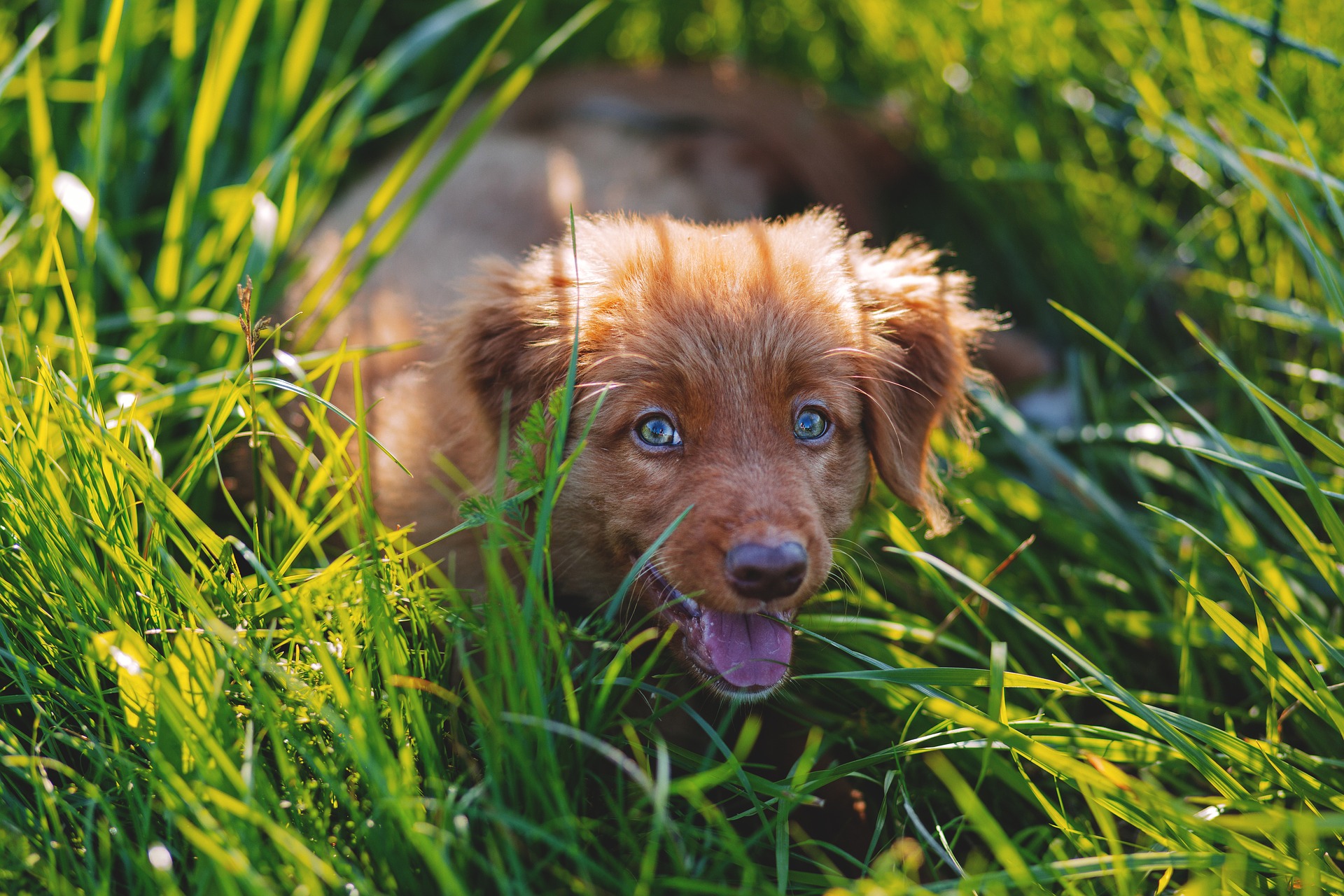 mon-chien-mange-de-l'herbe