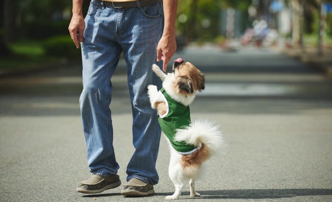 mon-chien-saute-sur-les-gens