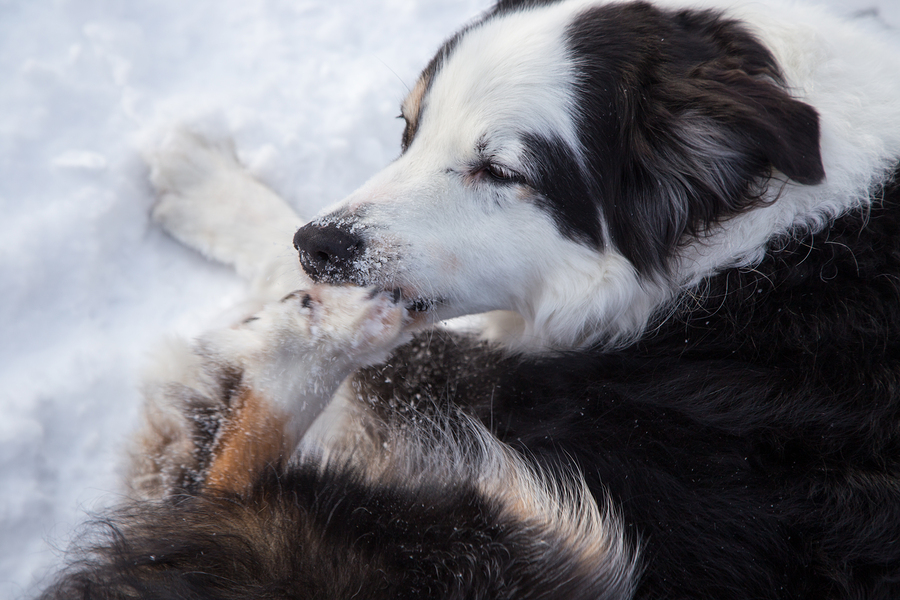 mon-chien-se-mordille-les-pattes