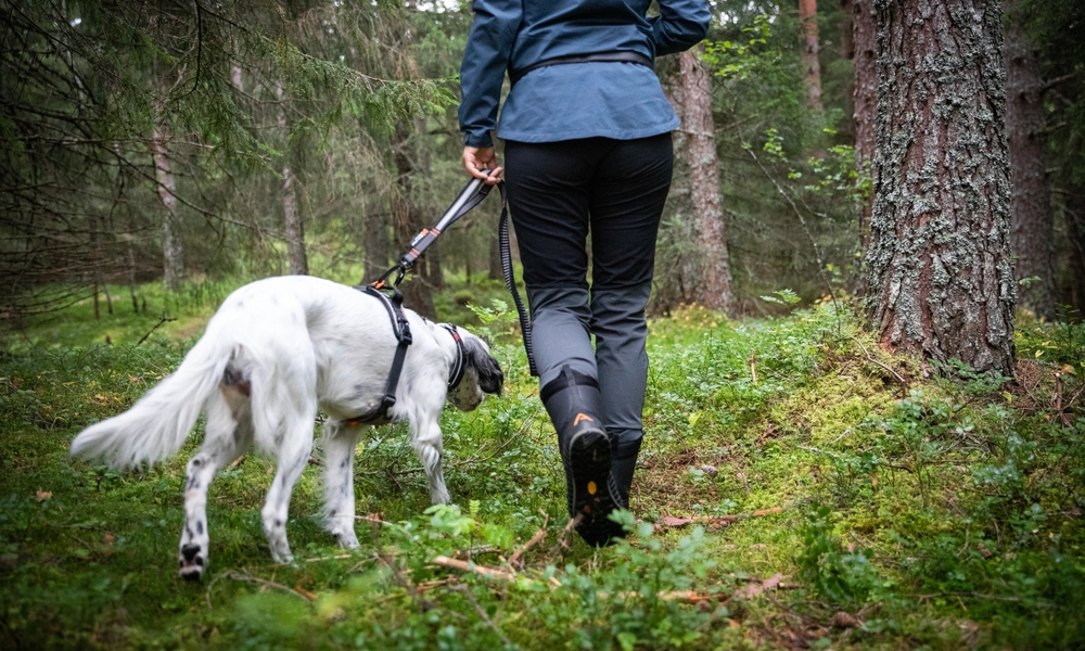 mon-chien-tire-en-laisse