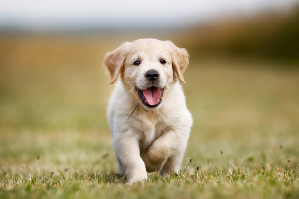 mon-chiot-mange-ses-crottes