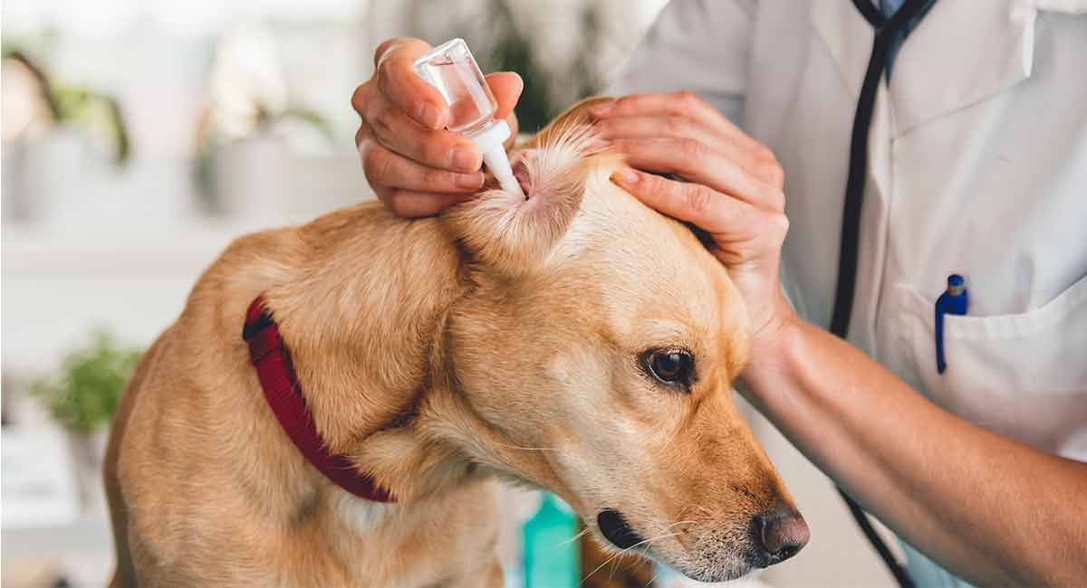 nettoyer-oreilles-chien