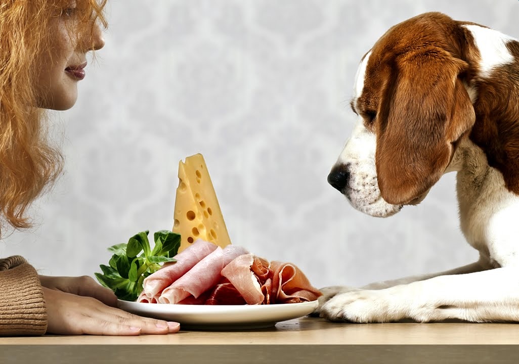 nourriture-humaine-pour-chien