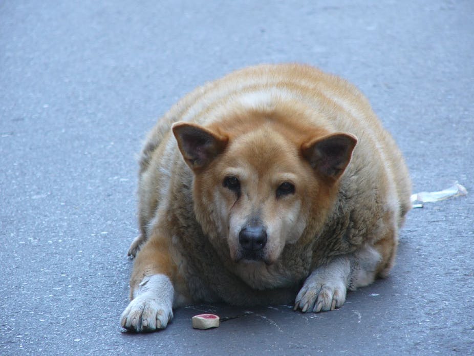 obésité-chien