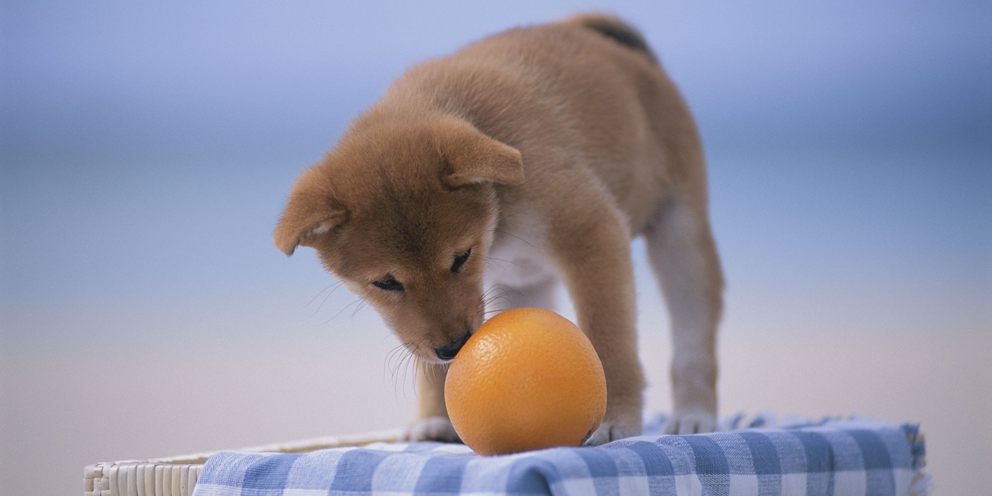 orange-chien