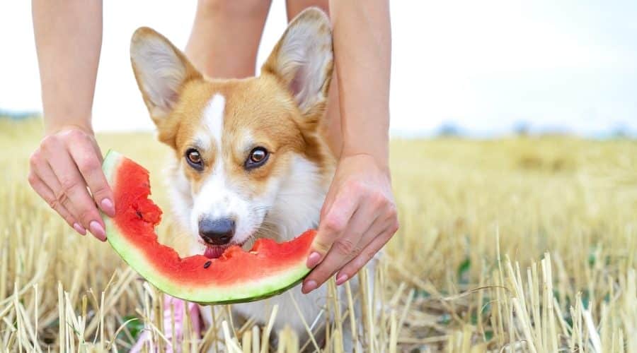 pasteque-pour-chien