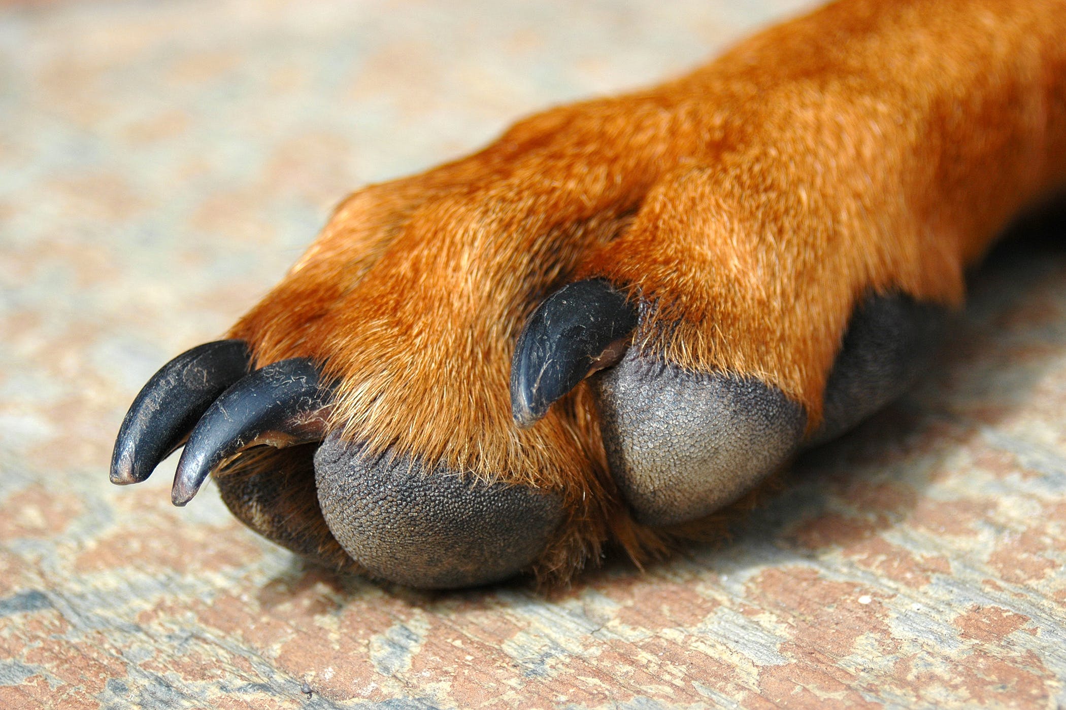 patte-enflée-chien