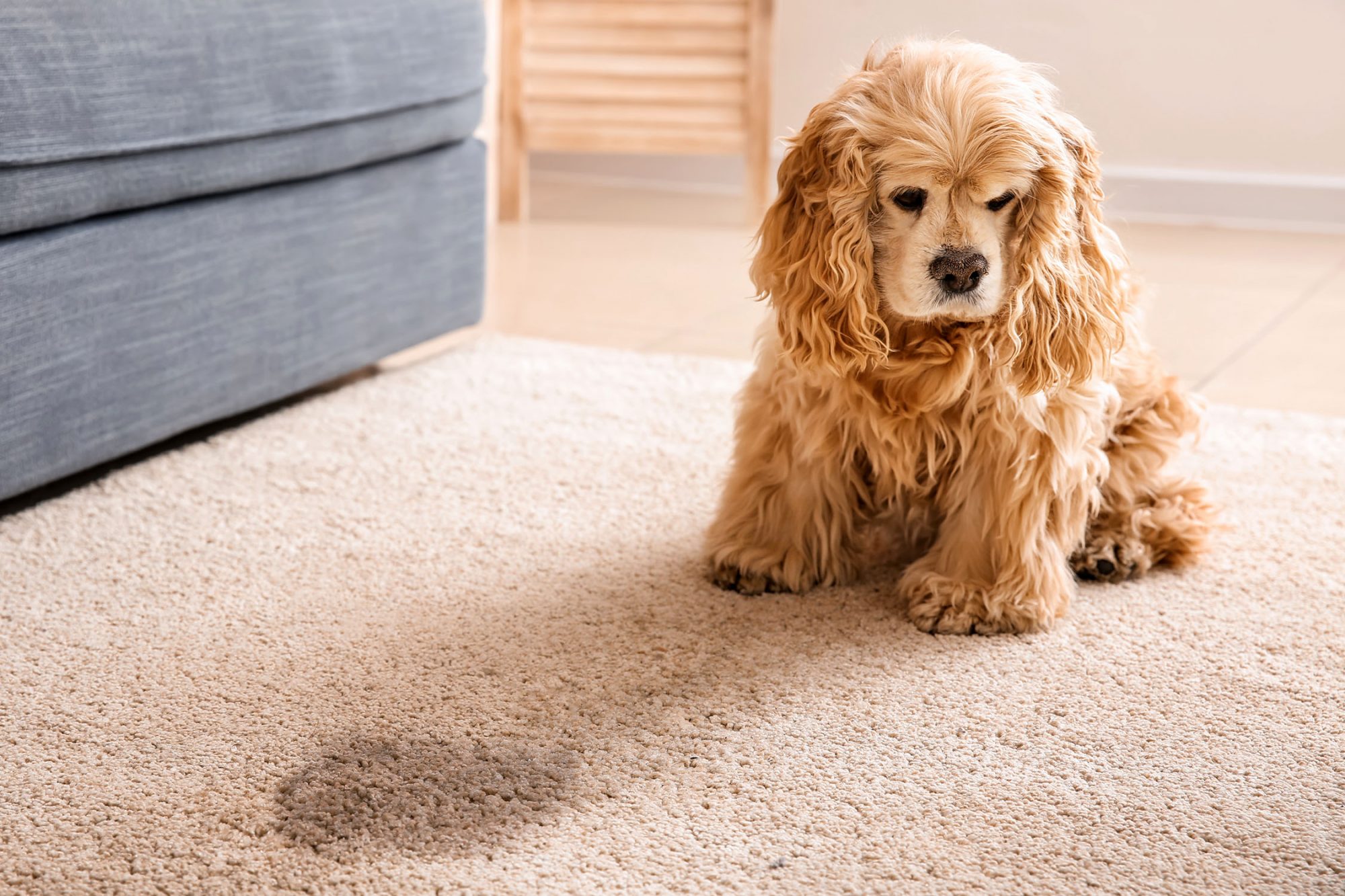 pipi-de-chien-sur-tapis