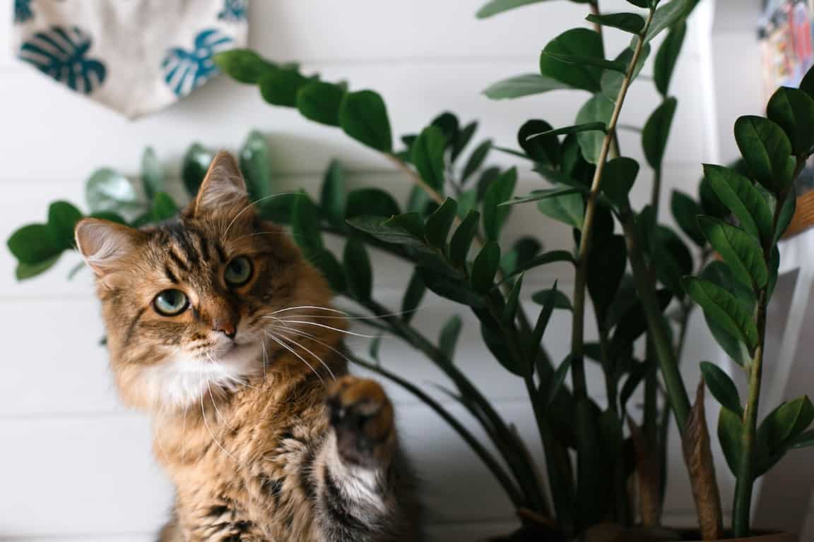 plante-interieur-chat