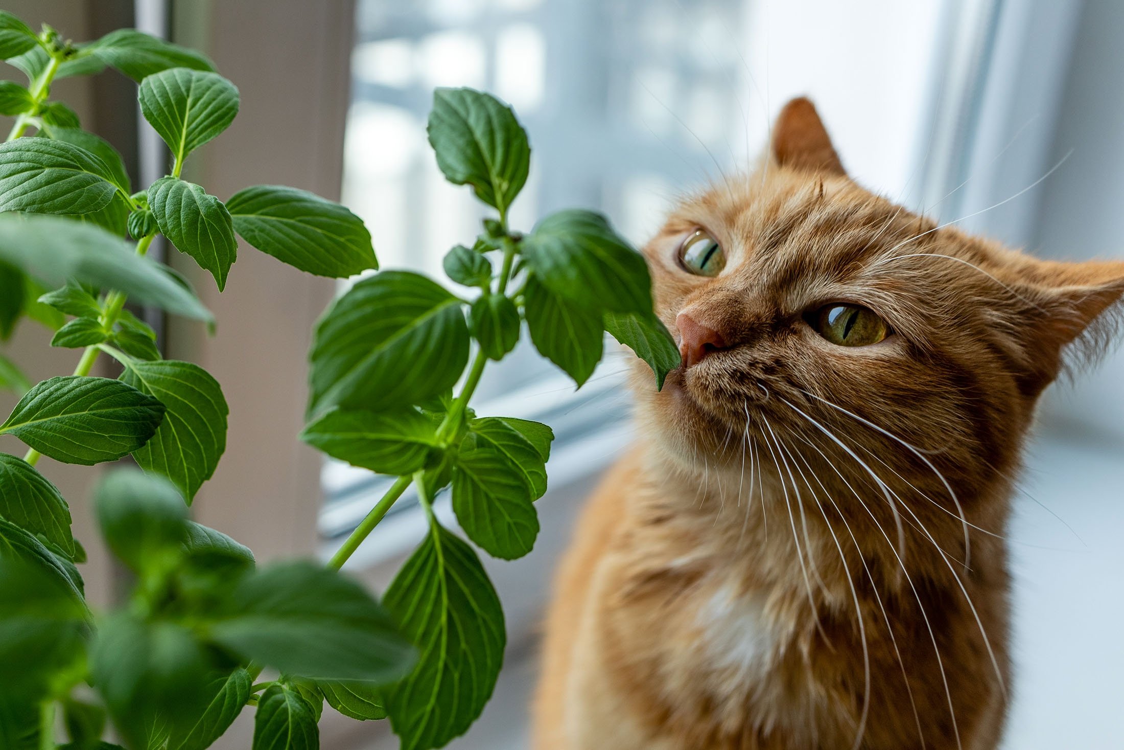 plante-interieur-non-toxique-chat