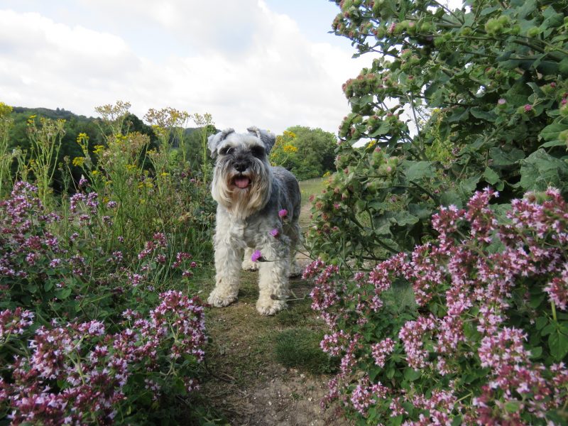 plante-toxique-chien