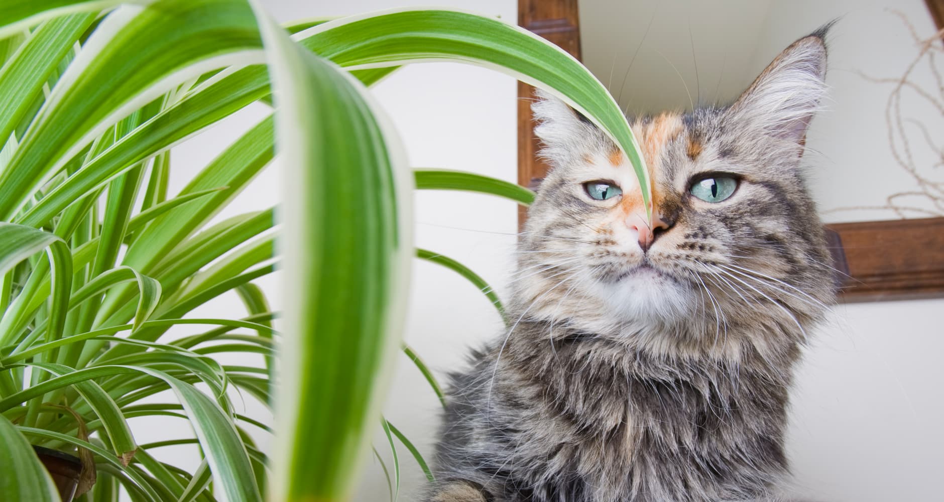 plantes-toxiques-chat