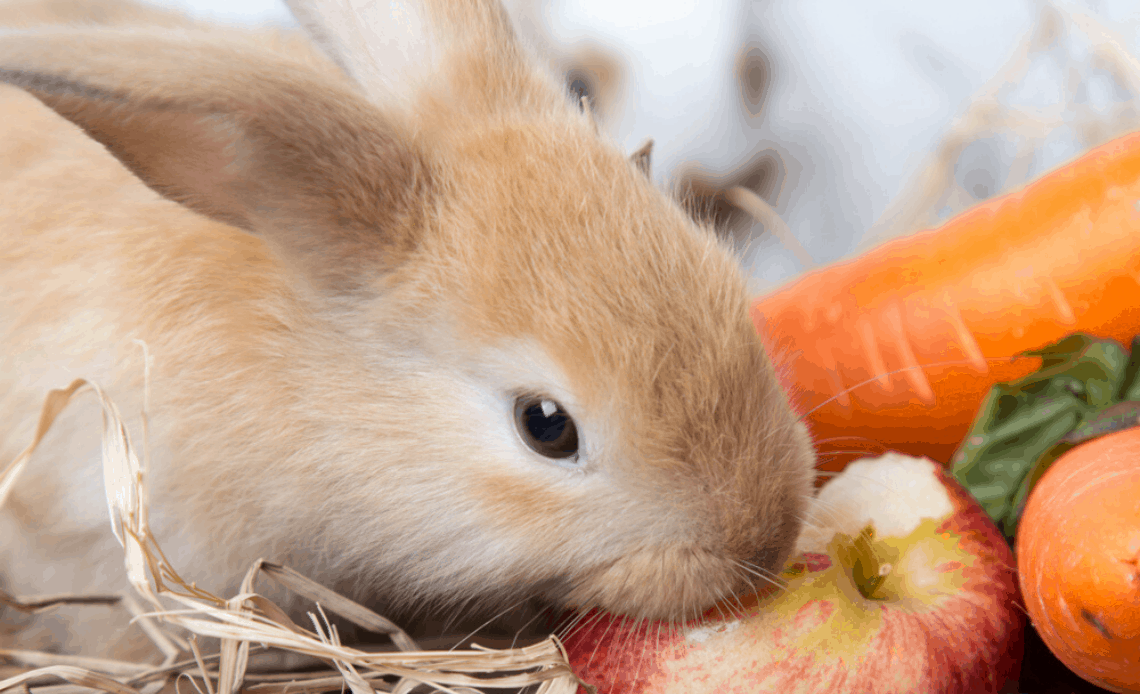 pomme-lapin