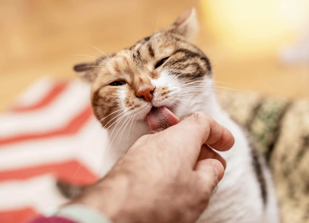 pourquoi-chat-me-lèche