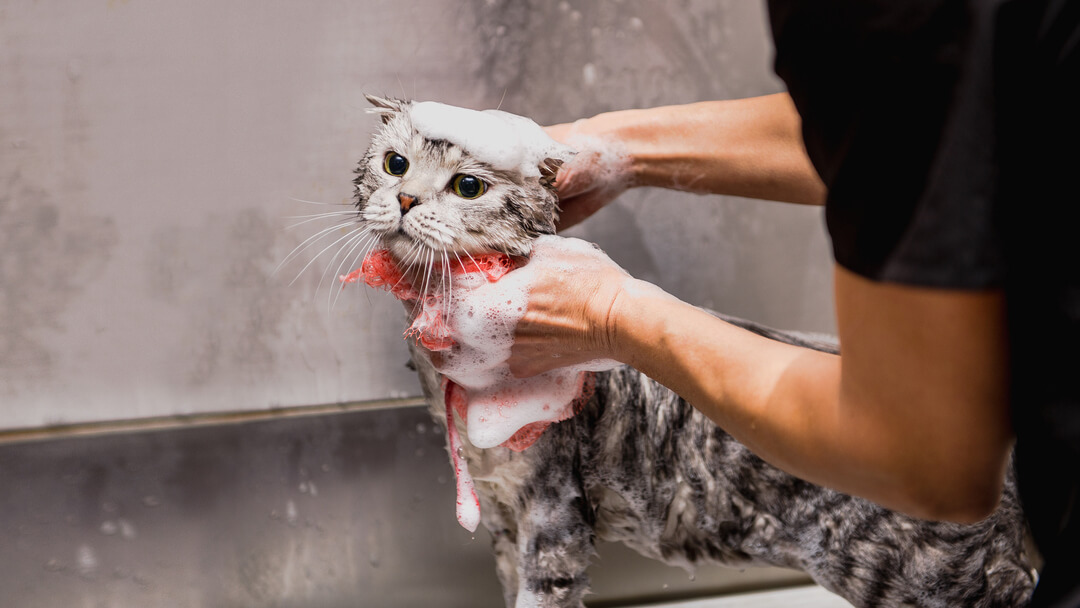 pourquoi-les-chats-n'aiment-pas-l'eau