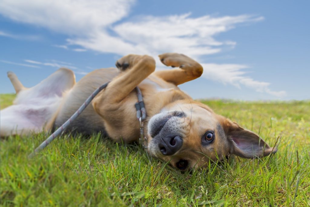 pourquoi-les-chiens-se-roulent-dans-le-caca