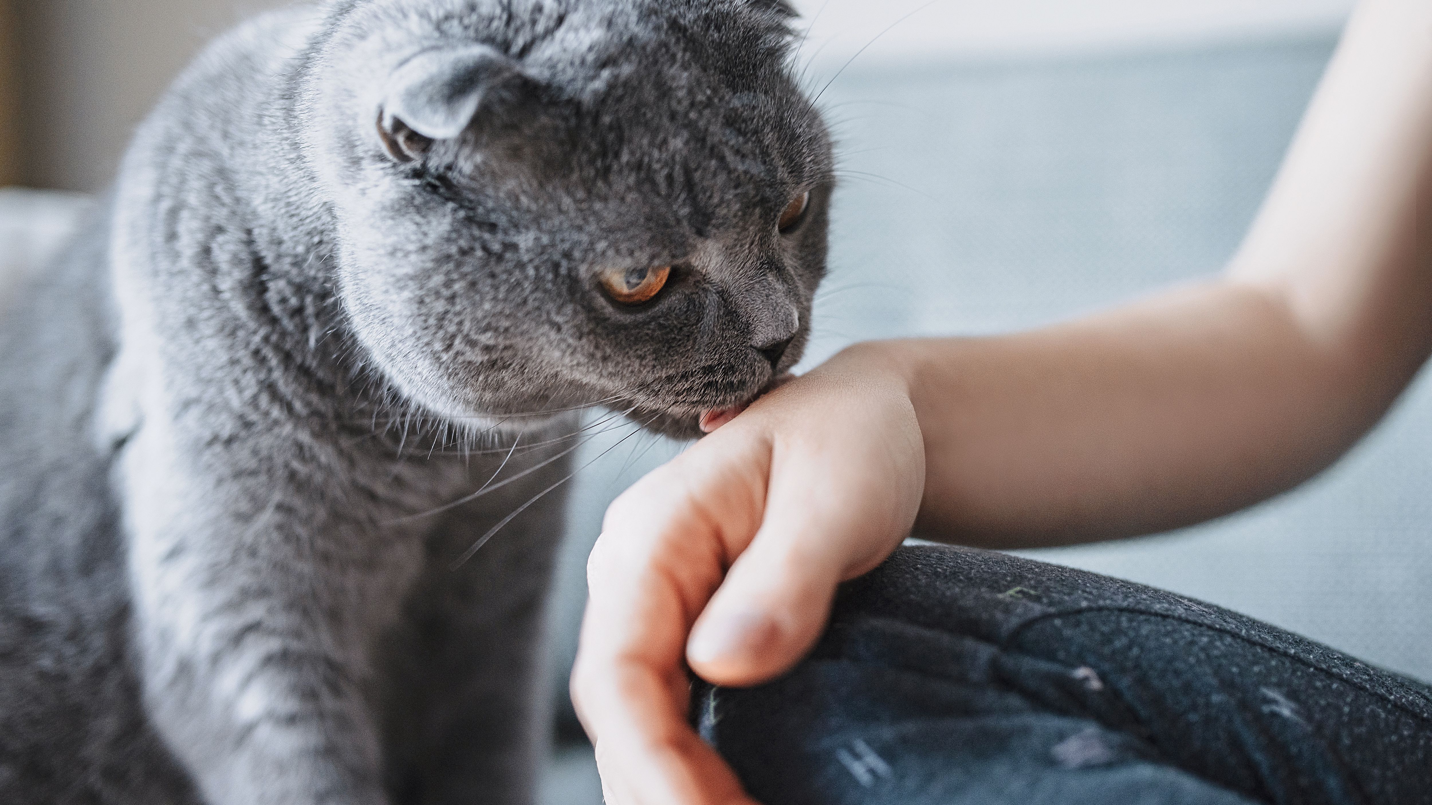 pourquoi-mon-chat-me-lèche