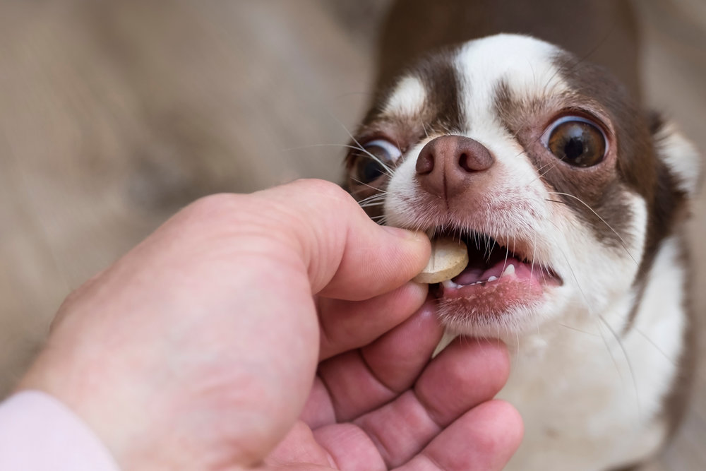 probiotique-pour-chien