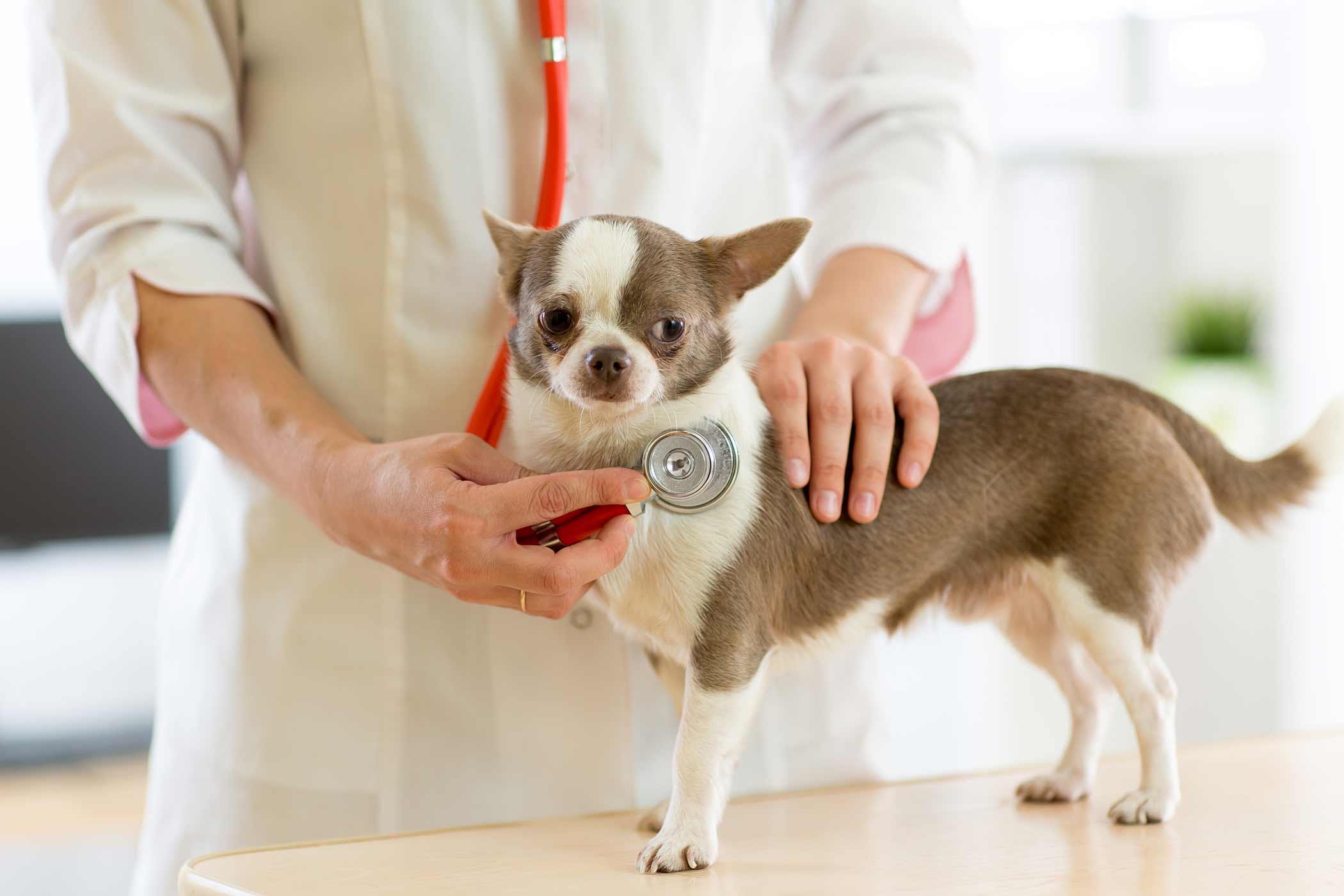 probleme-cardiaque-chien