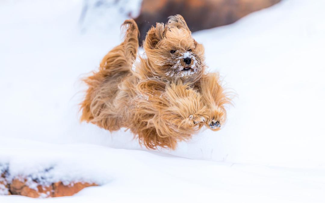 protection-patte-chien-hiver