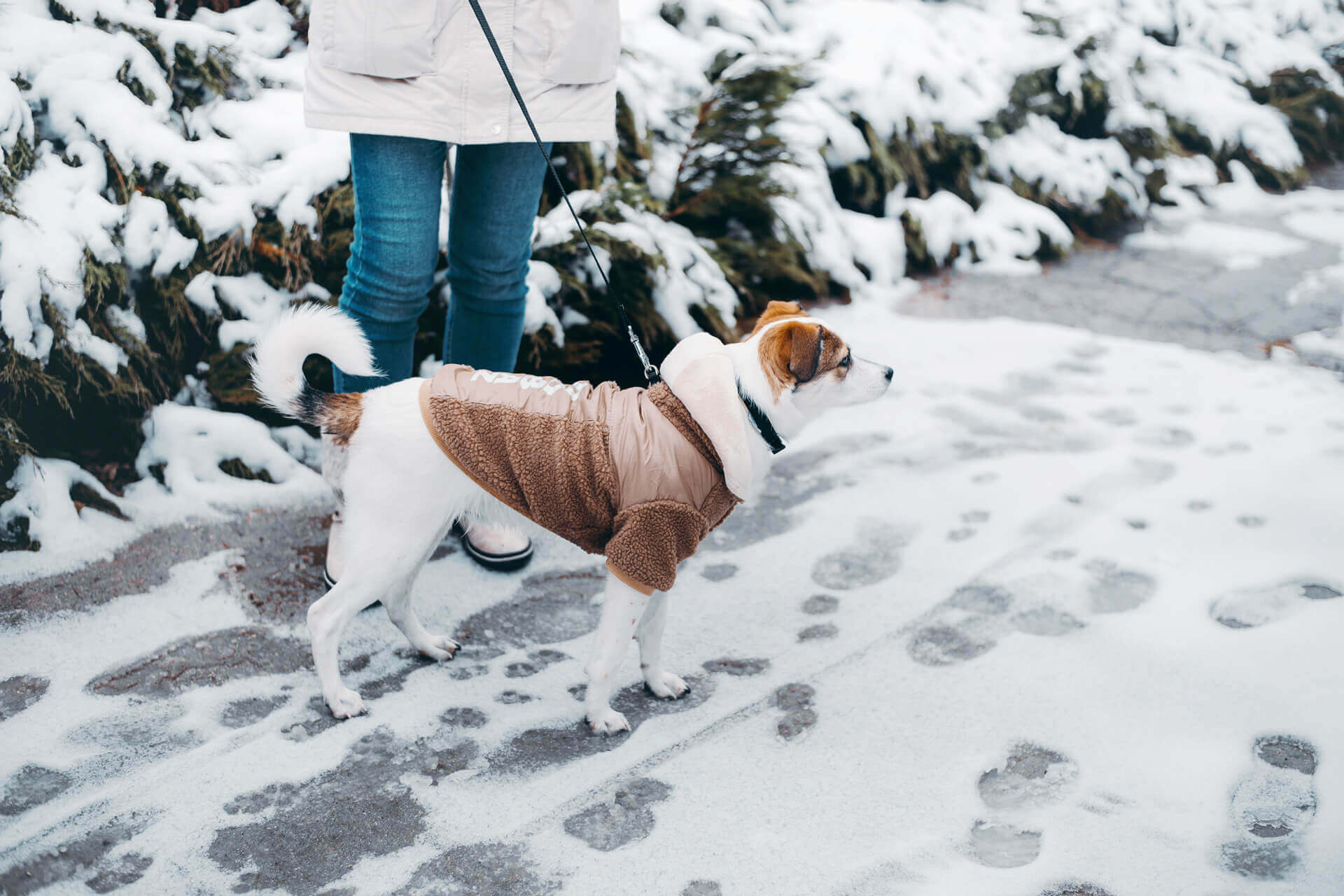 protéger-les-pattes-de-votre-chien-en-hiver