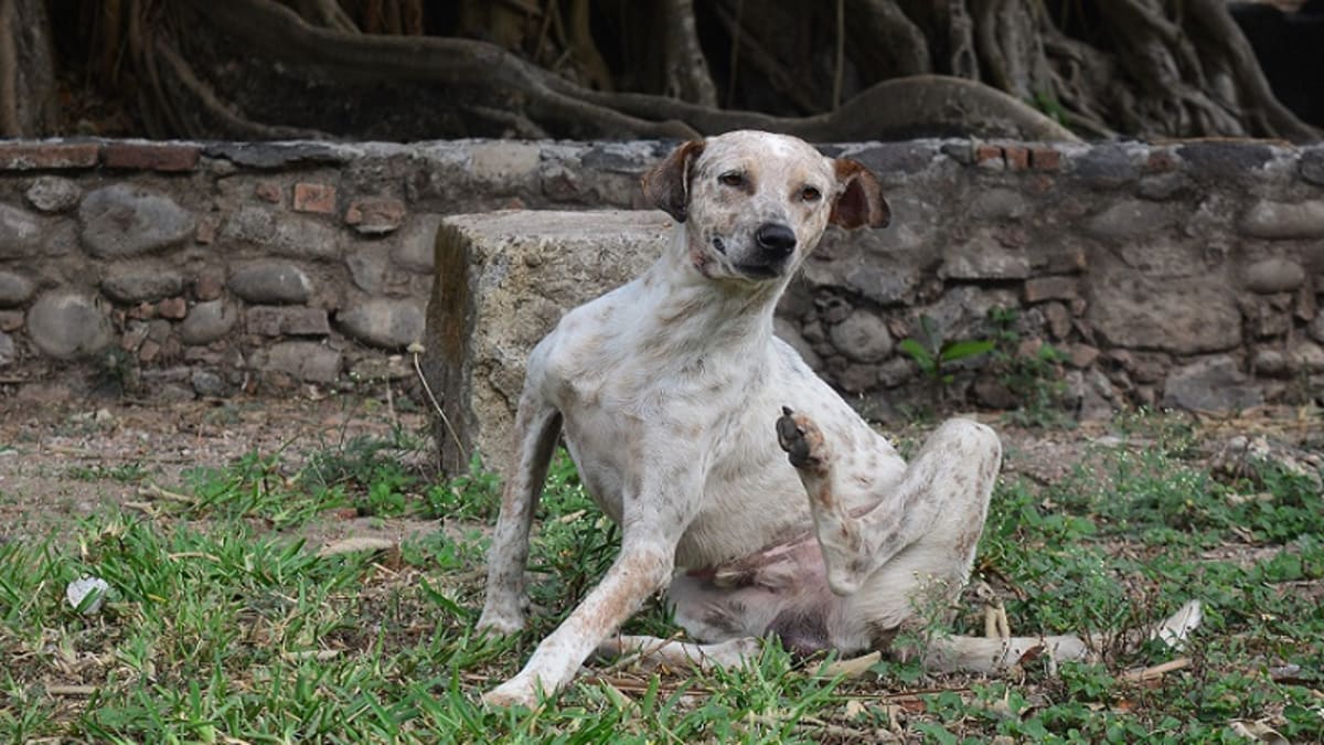 psoriasis-chez-le-chien